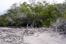 Galapagos-Pflanzen26.jpg